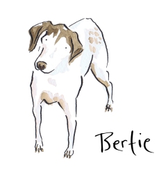 Watercolour painting of a dog called Bertie by Laura Elliott at Drawesome Illustration, Bristol. Illustration, Design, Whimsy