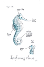 watercolour painting of a seahorse with silly anatomical notations by Laura Elliott at Drawesome Illustration, Bristol. Illustration, Design, Whimsy