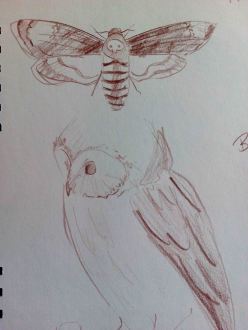 Death's Head Hawk Moth illustration and Barn Owl illustration by Drawesome